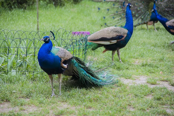Tavus kuşu. Tavus kuşu kuyruk