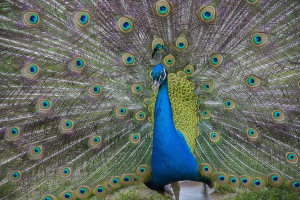 Tavus kuşu. Tavus kuşu kuyruk