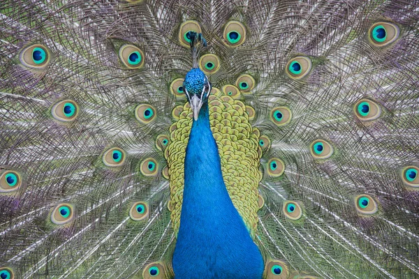 Tavus kuşu. Tavus kuşu kuyruk