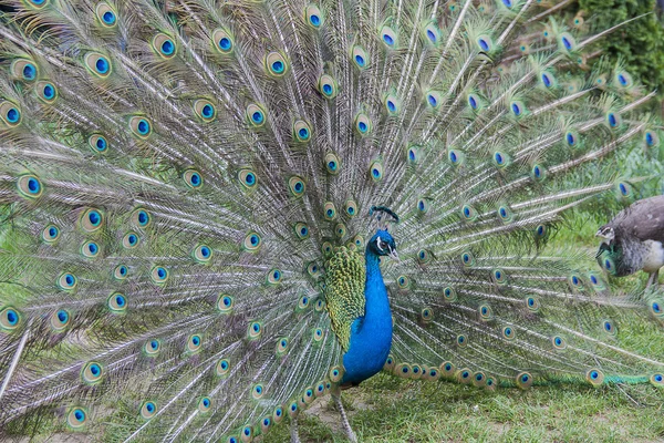 Tavus kuşu. Tavus kuşu kuyruk