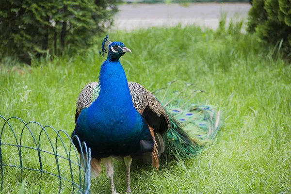 Tavus kuşu. Tavus kuşu kuyruk