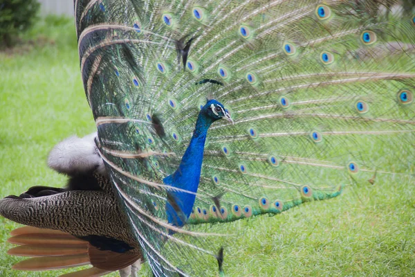 Tavus kuşu. Tavus kuşu kuyruk