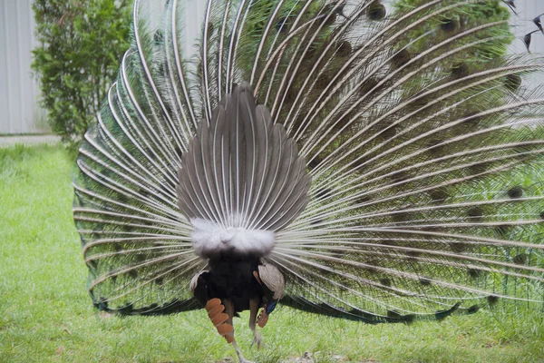 Pavão. Cauda de pavão — Fotografia de Stock