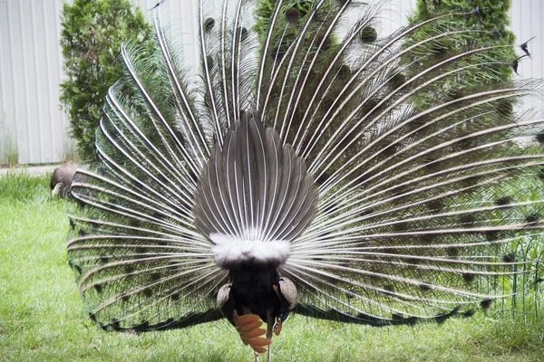 Tavus kuşu. Tavus kuşu kuyruk