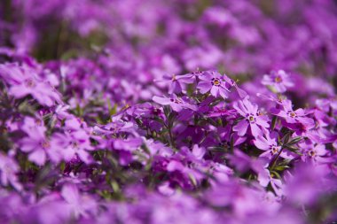 Küçük mor çiçekler