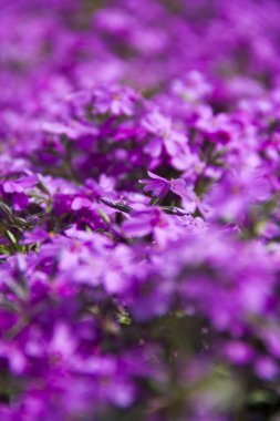 Küçük mor çiçekler