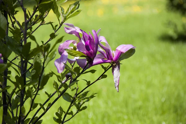 Manolya. Çalılar Manolya