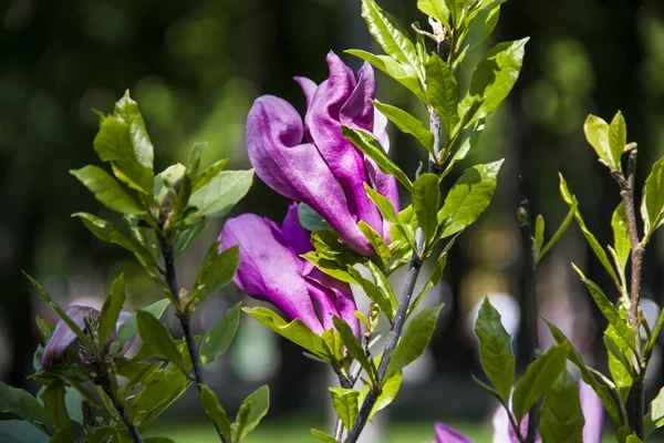 Manolya. Çalılar Manolya