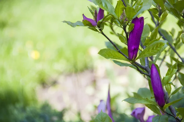 Manolya. Çalılar Manolya