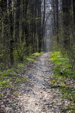 Bahar orman. ormanda yol.