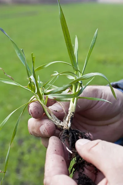 Çalışma eller. Çiftçi. buğday tohumu