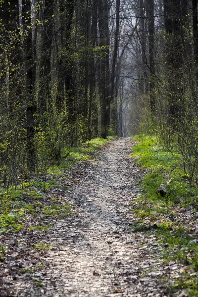 Bahar orman. ormanda yol.