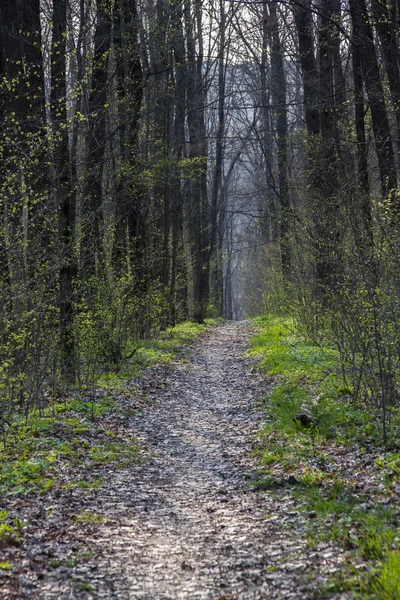 Bahar orman. ormanda yol.