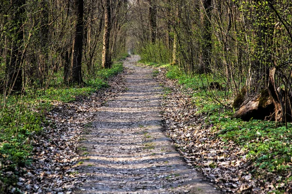 Bahar orman. ormanda yol.