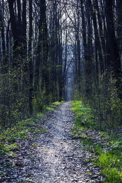 Bahar orman. ormanda yol.