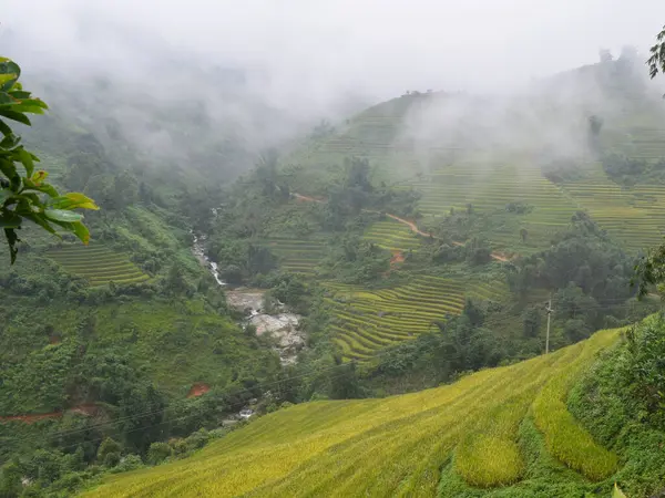 Rice fields on terraced of Sapa, Lao Cai, Vietnam. Rice fields prepare the harvest at Northwest Vietnam.Vietnam landscapes.