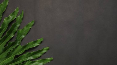 Siyah arkaplanda yeşil yapraklar 