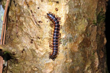 kırkayak tropikal orman