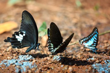 Güzel Da Ma Ulusal Parkı - Vietnam kelebek
