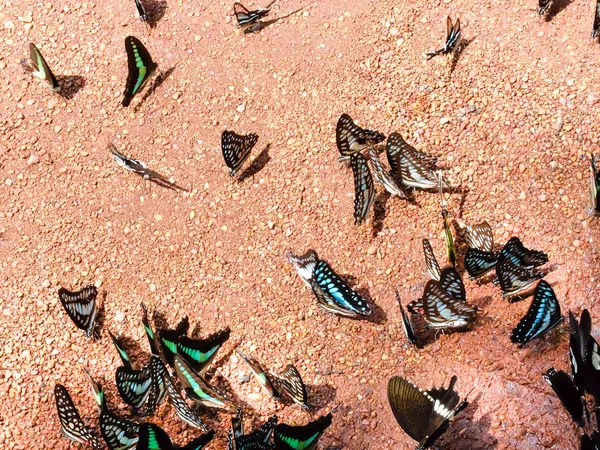 Grande borboleta mórmon comendo solo salgado como alimento — Fotografia de Stock