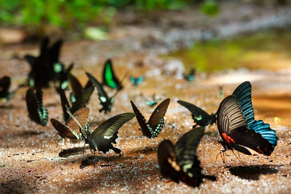 Güzel Da Ma Ulusal Parkı - Vietnam kelebek