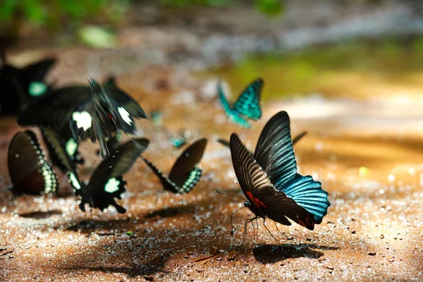 Der schöne Schmetterling da ma Nationalpark - Vietnam — Stockfoto