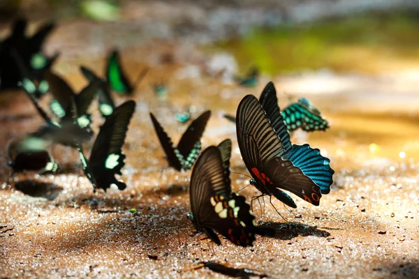 The beautiful butterfly Da Ma National Park - Vietnam — Stock Photo, Image