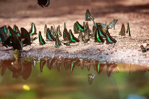 The beautiful butterfly Da Ma National Park - Vietnam — Stock Photo, Image