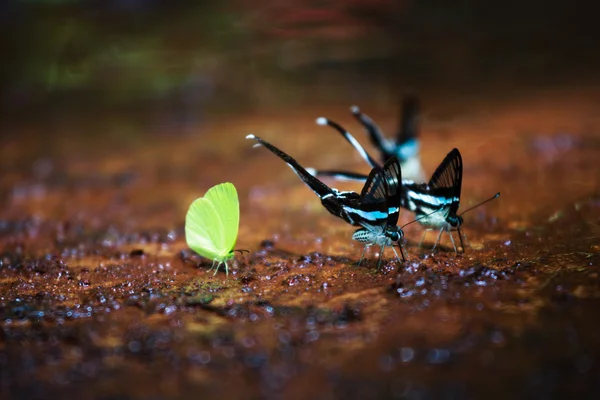 O belo Parque Nacional da Borboleta Da Ma - Vietnã — Fotografia de Stock