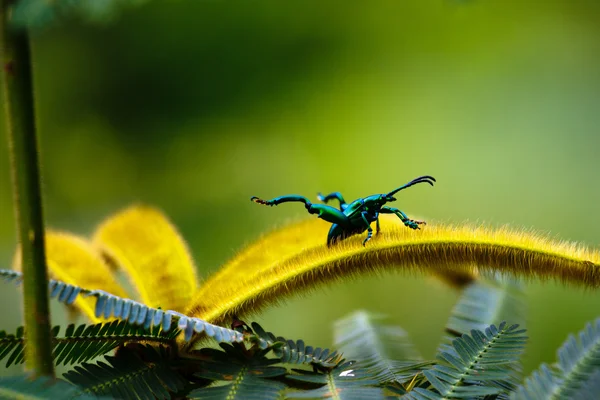 Blue Bug está pronto para voar para longe — Fotografia de Stock