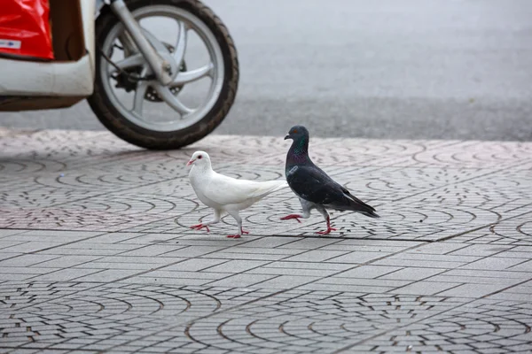 Two pigeons walking on asphalt near motorcycle — Stock Photo, Image