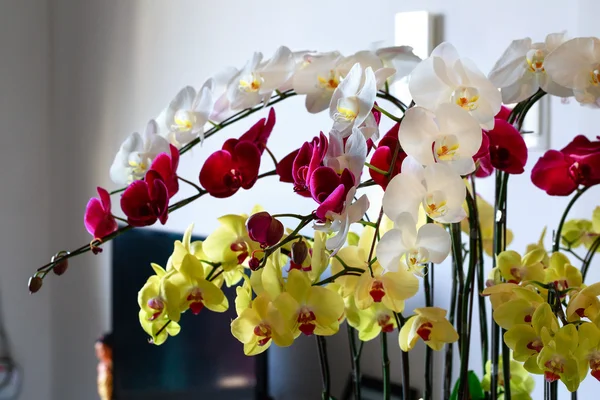 Beau phalaenopsis blanc, rouge, jaune, blanc sur fond — Photo