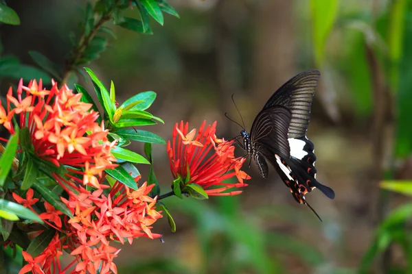 Primo piano della posta relativa al appollaiarsi su farfalla rossa grande Mormon Ixora fiore — Foto Stock