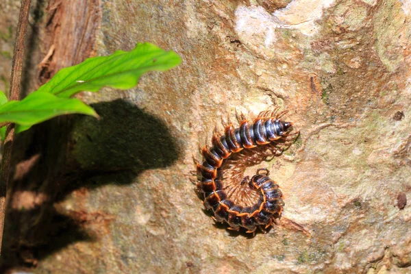 Tausendfüßer im Wald — Stockfoto