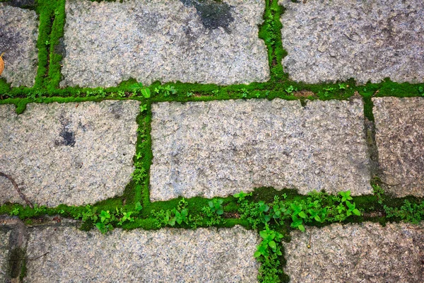 yol çimen ve yosun büyüyen bir parkta