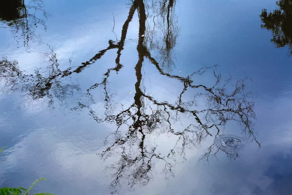 Suche drzewa na jezioro Reflected — Zdjęcie stockowe