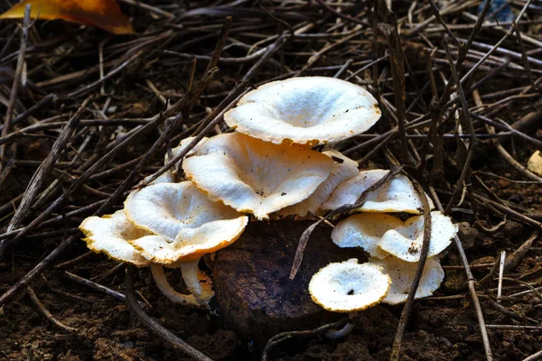 Weiße Pilze im Wald — Stockfoto