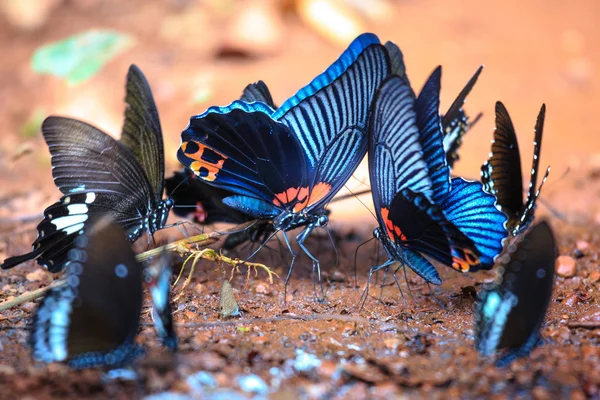 El hermoso Parque Nacional Mariposa Da Ma - Vietnam — Foto de Stock