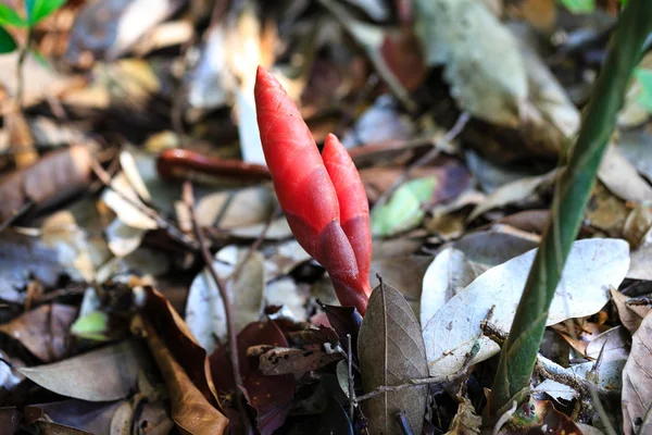Galangal sprouts grow wild in the woods — 스톡 사진