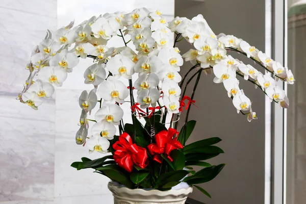 white potted orchids