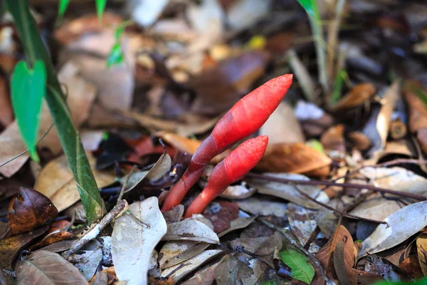 Brotos de galangal crescem selvagens na floresta — Fotografia de Stock