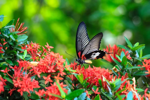 Close up of mail related to perching on red butterfly great Mormon Ixora flower Stock Picture