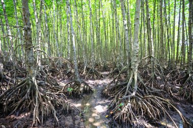Mangroves forest in Can Gio, Ho Chi Minh City, Vietnam clipart