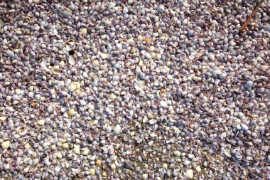 salyangoz kabuğu arka plan sahilde