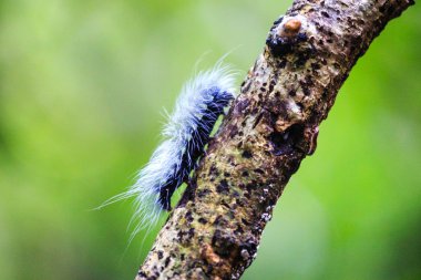 Solucan-solucan odaklanmak.