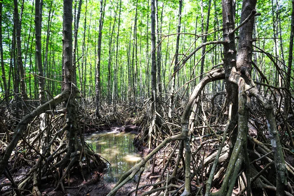 Mangroven bos in kunt Gio, Ho Chi Minh City, Vietnam — Stockfoto