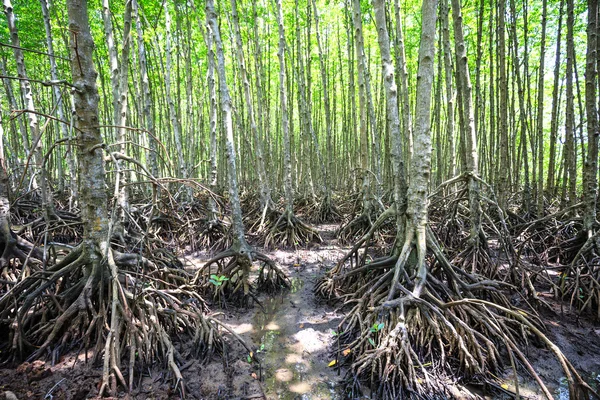 Mangrovové lesy v lze Gio, Ho Či Minovo město, Vietnam — Stock fotografie