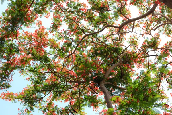 Kırmızı phoenix çiçek mavi gökyüzü