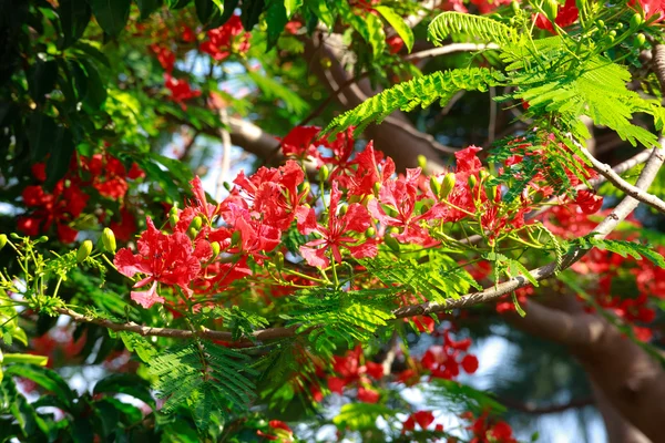 Poinciana ya da Phoenix'de Phoenix, astropikal ve tropikal bitki canlı bir tür olduğunu.
