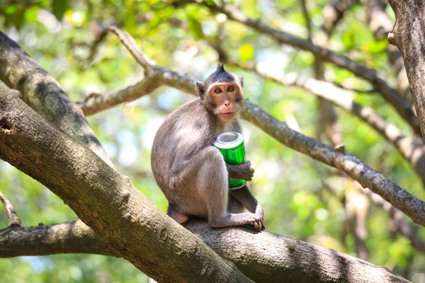 Singe dans la forêt de mangroves à Cangio — Photo